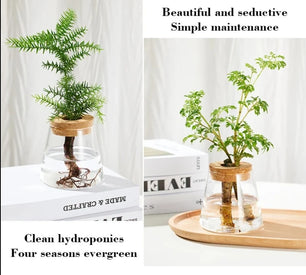 Home Decor Glass Vase Hydroponic Plant Small Vase